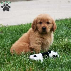 Meadow, Golden Retriever Puppy